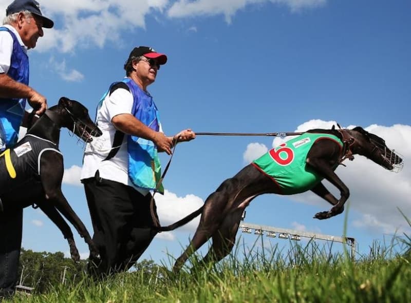 Greyhound Rehabilitation