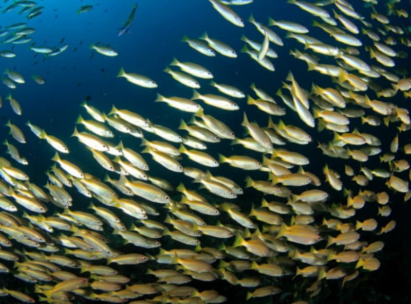 Harmful ocean litter could be smaller than you think