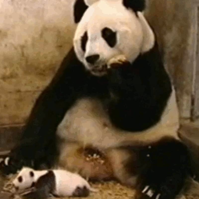 Influenza and Animals