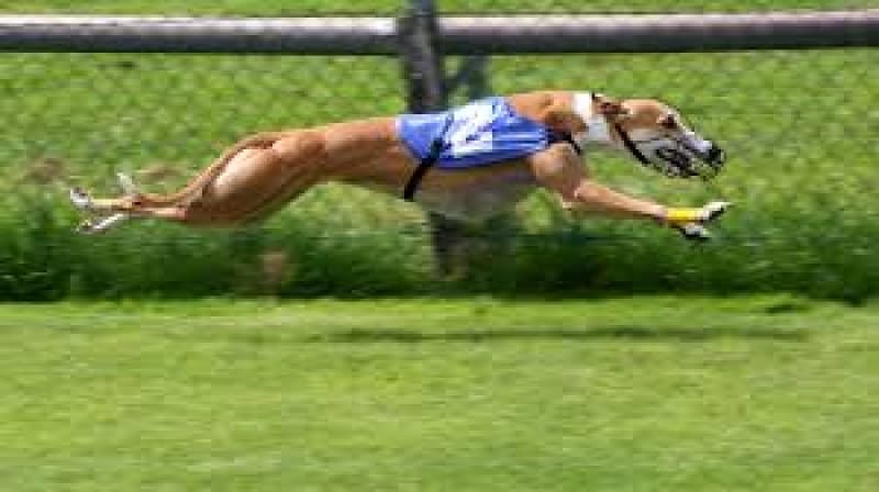 Baird backflips on greyhound ban