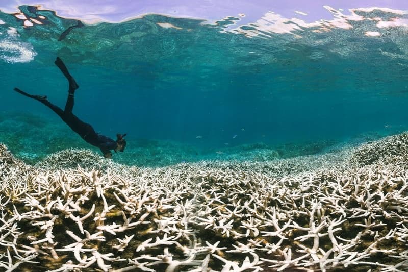 Think Breakfast: Coral bleaching
