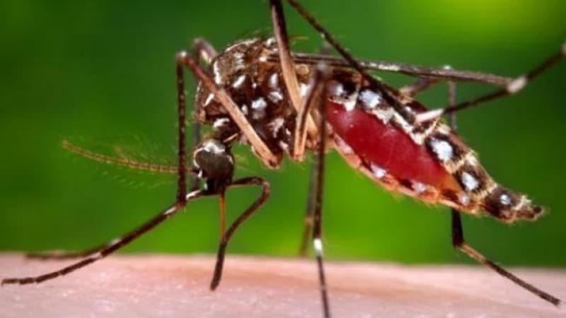 Using bacteria to control mosquito-transmitted diseases