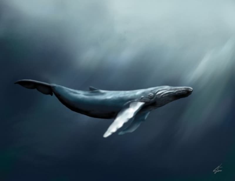 A New Resolution To Save The Whales