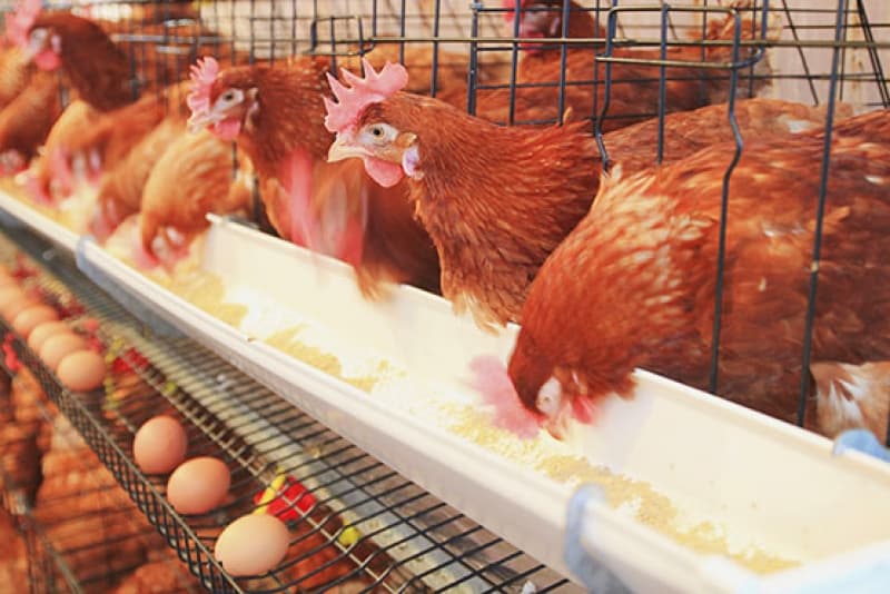 RSPCA Threatens to walk out over Cage Eggs
