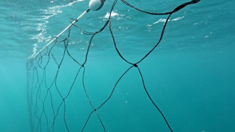 Endangered Marine Life Caught Up in Shark Nets