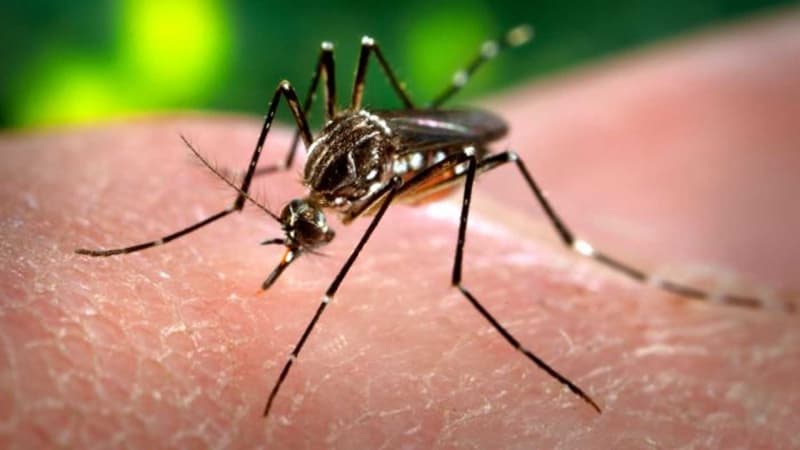 Zika Virus Research