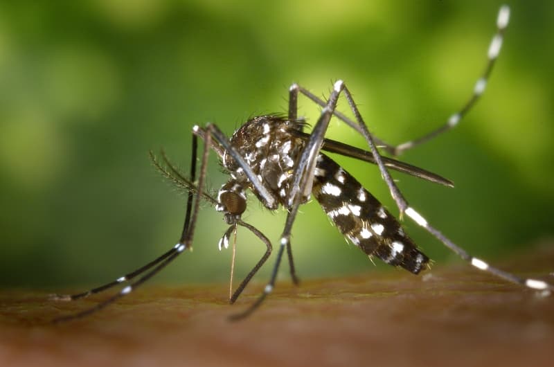 Asian Tiger Mosquitoes