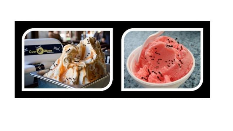 Why Don’t We Eat Insects?