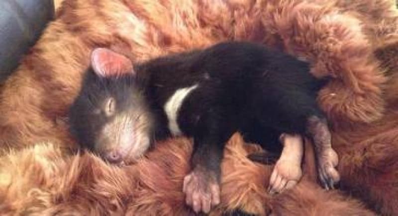 Snuggle Coats don’t fur-get the animals