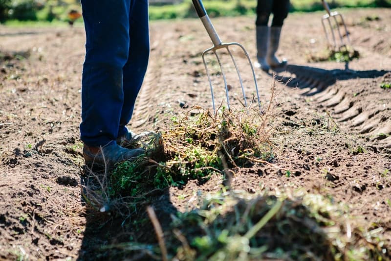 Urban Farming with Pocket City Farms