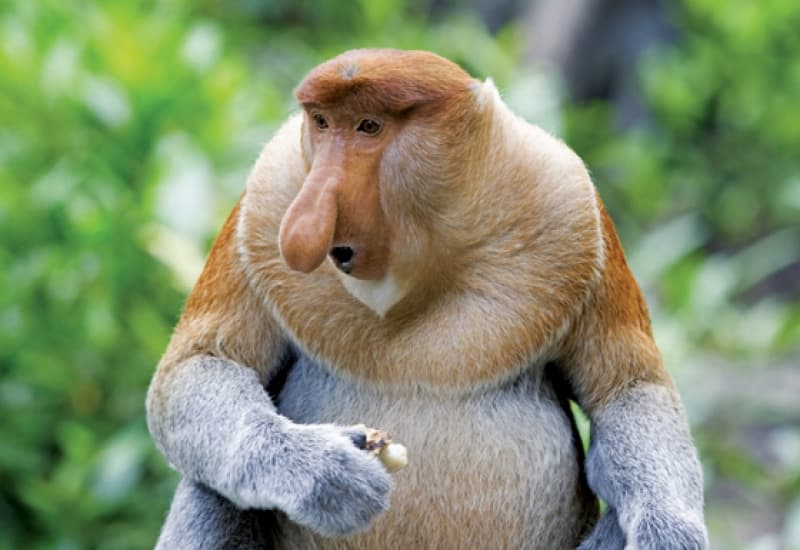 Species on the Edge: How many species may vanish before we discover them