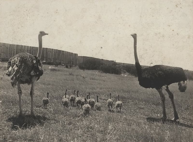 Dictionary of Sydney: Ostrich Farming