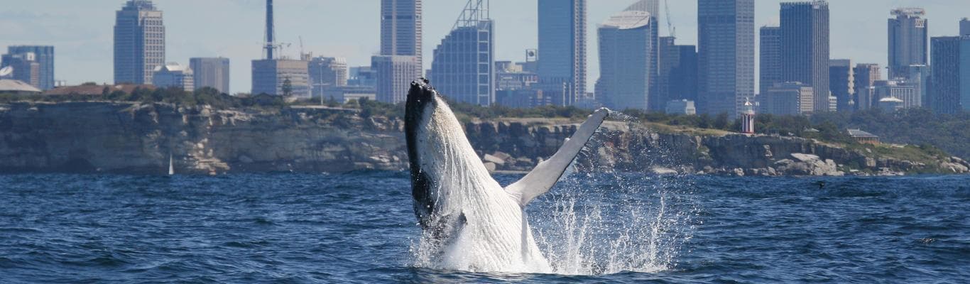Humpback Whales Are Making A Comeback