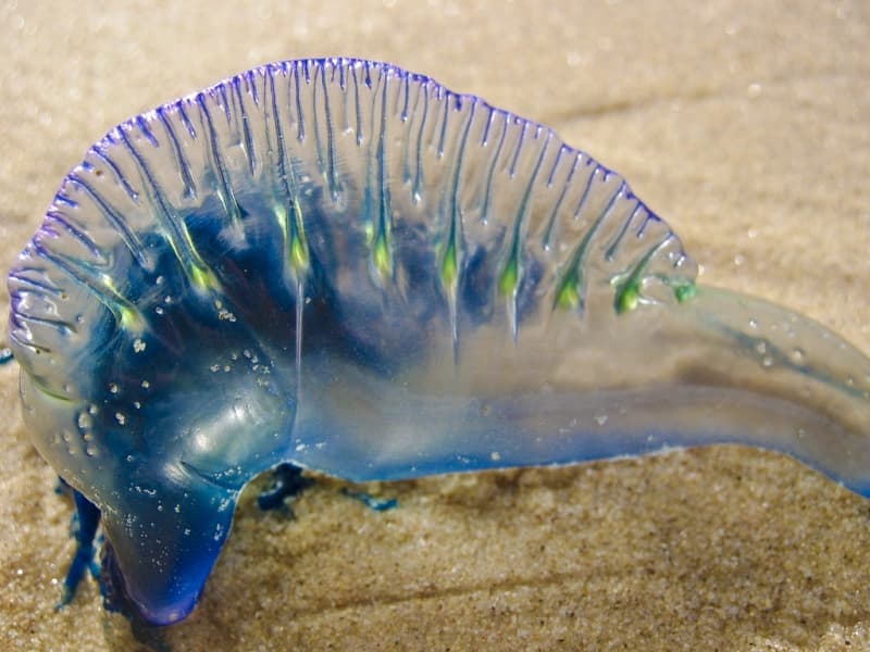 How Dangerous Is Australia, really?