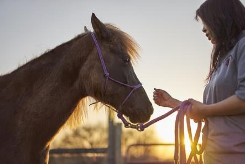 Equine Assisted Therapy: Horses for Healing
