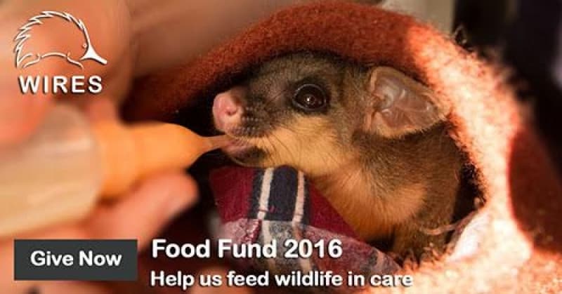 WIRES: Caring for wild animals