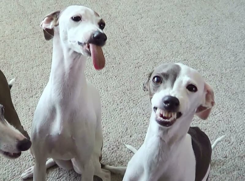 Greyhound Racing Ban Lifted