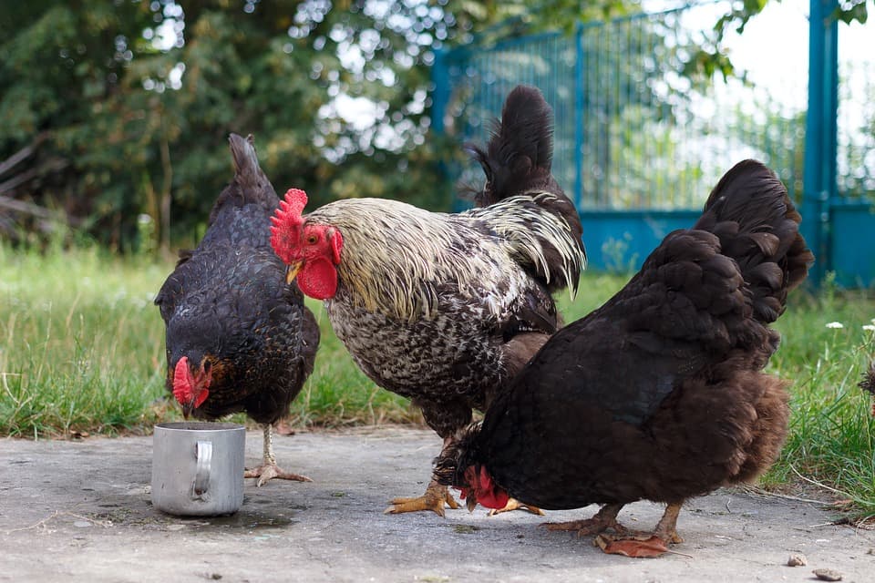 Could chickens solve poverty?