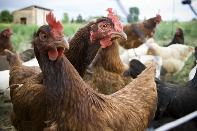 Cracking down on free range eggs