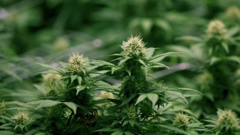 Medicinal cannabis can now be prescribed in NSW