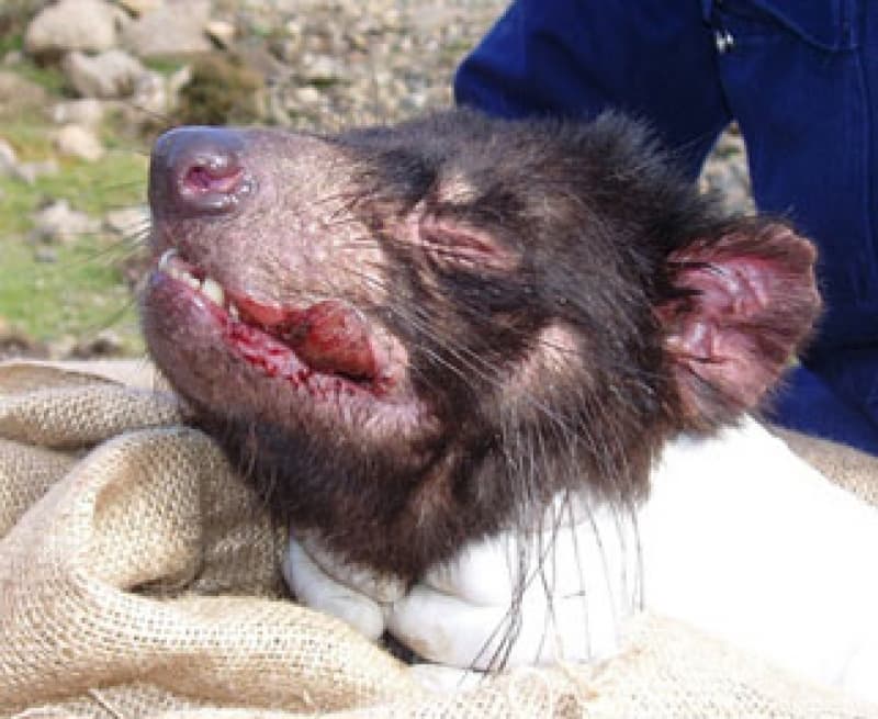 Tasmanian Devils Are Bouncing Back From Deadly Facial Cancer