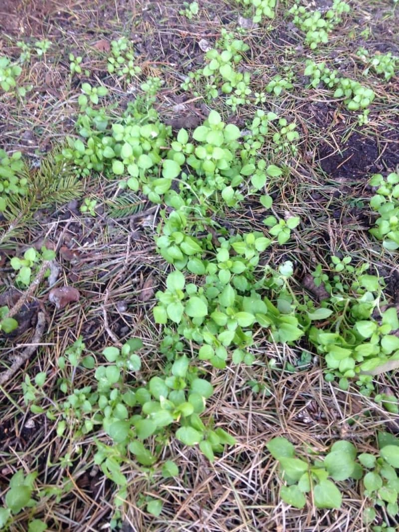 Urban foraging with Diego Bonetto