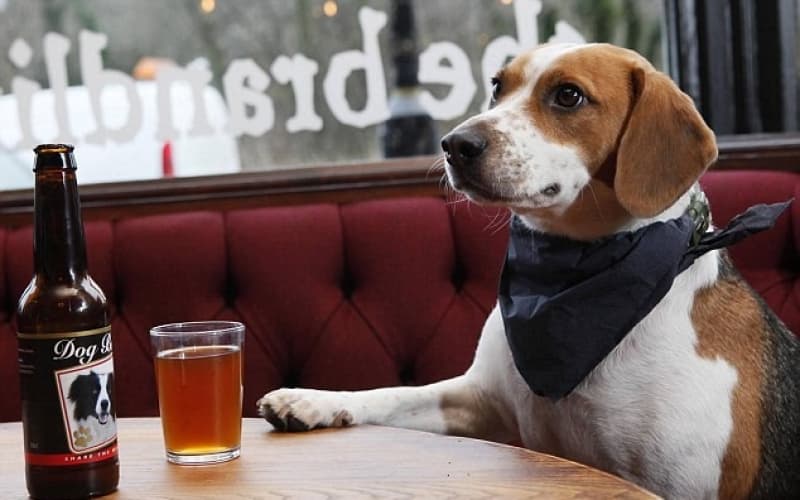 Dogs in Pubs