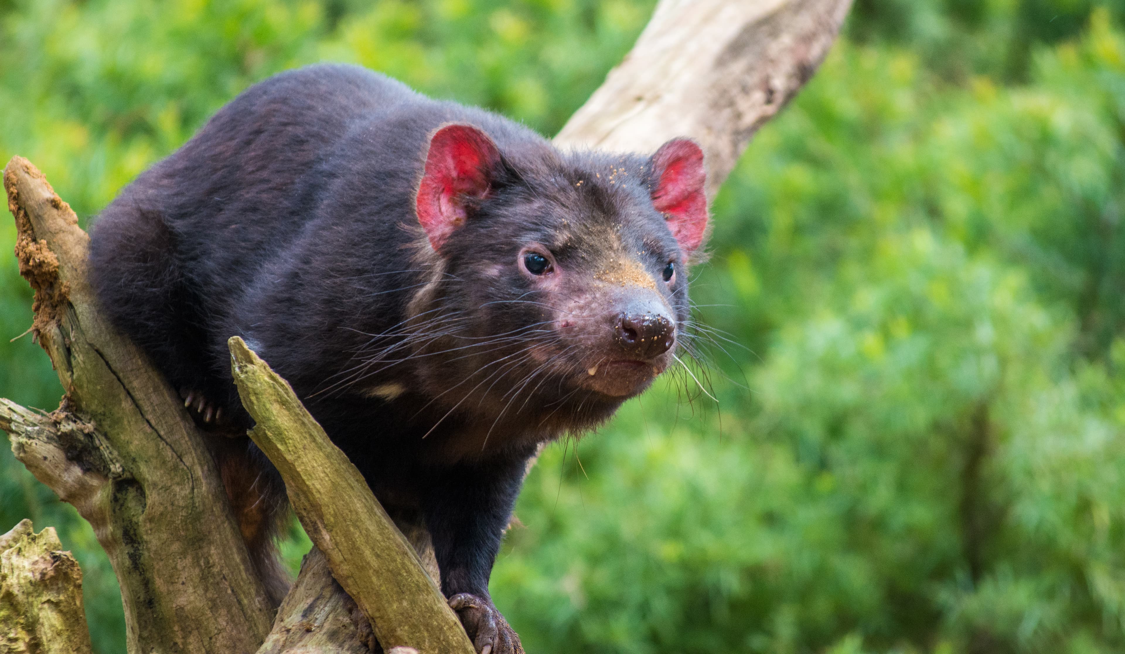Tasmanian Devils Face an Old Threat
