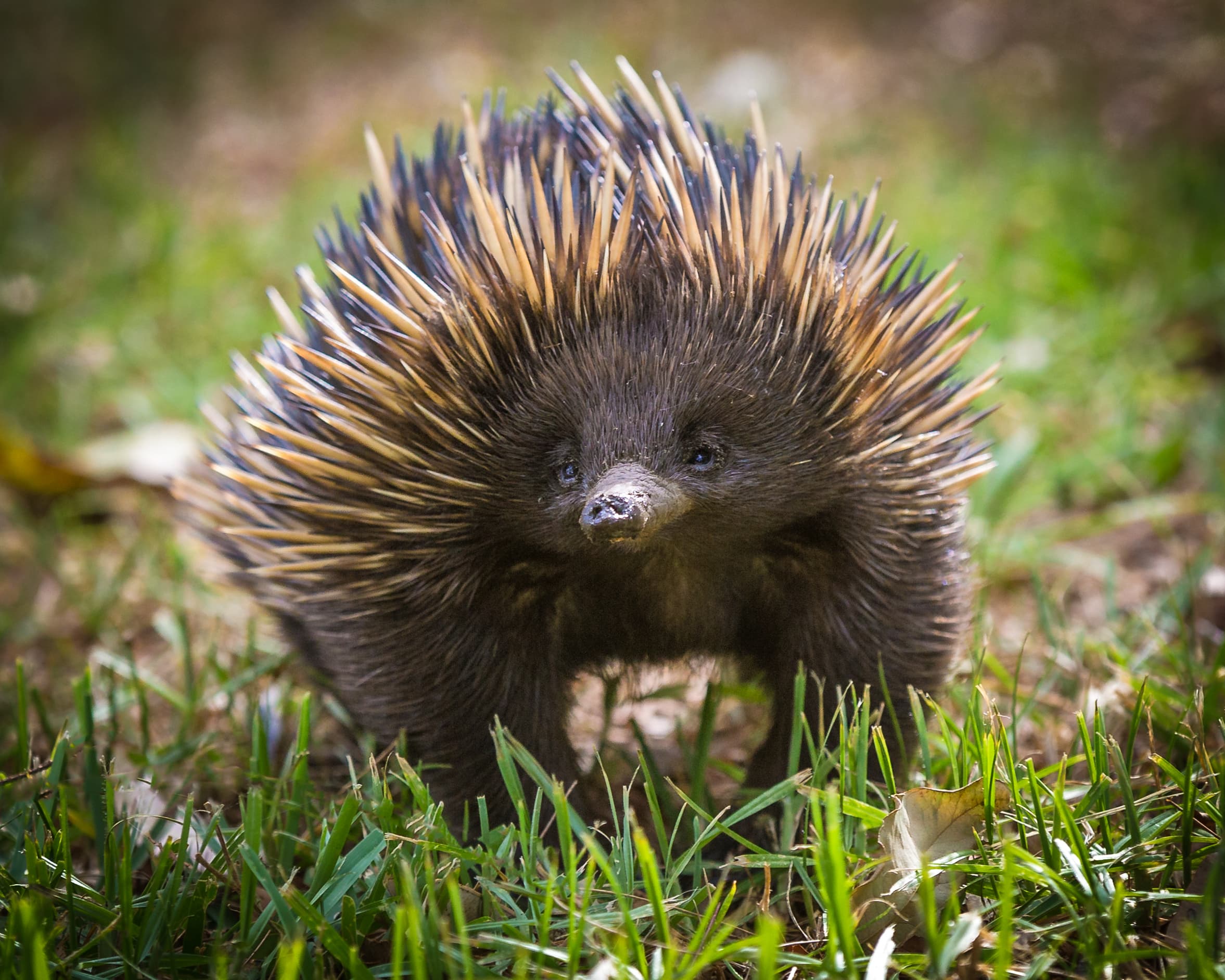 Echidna