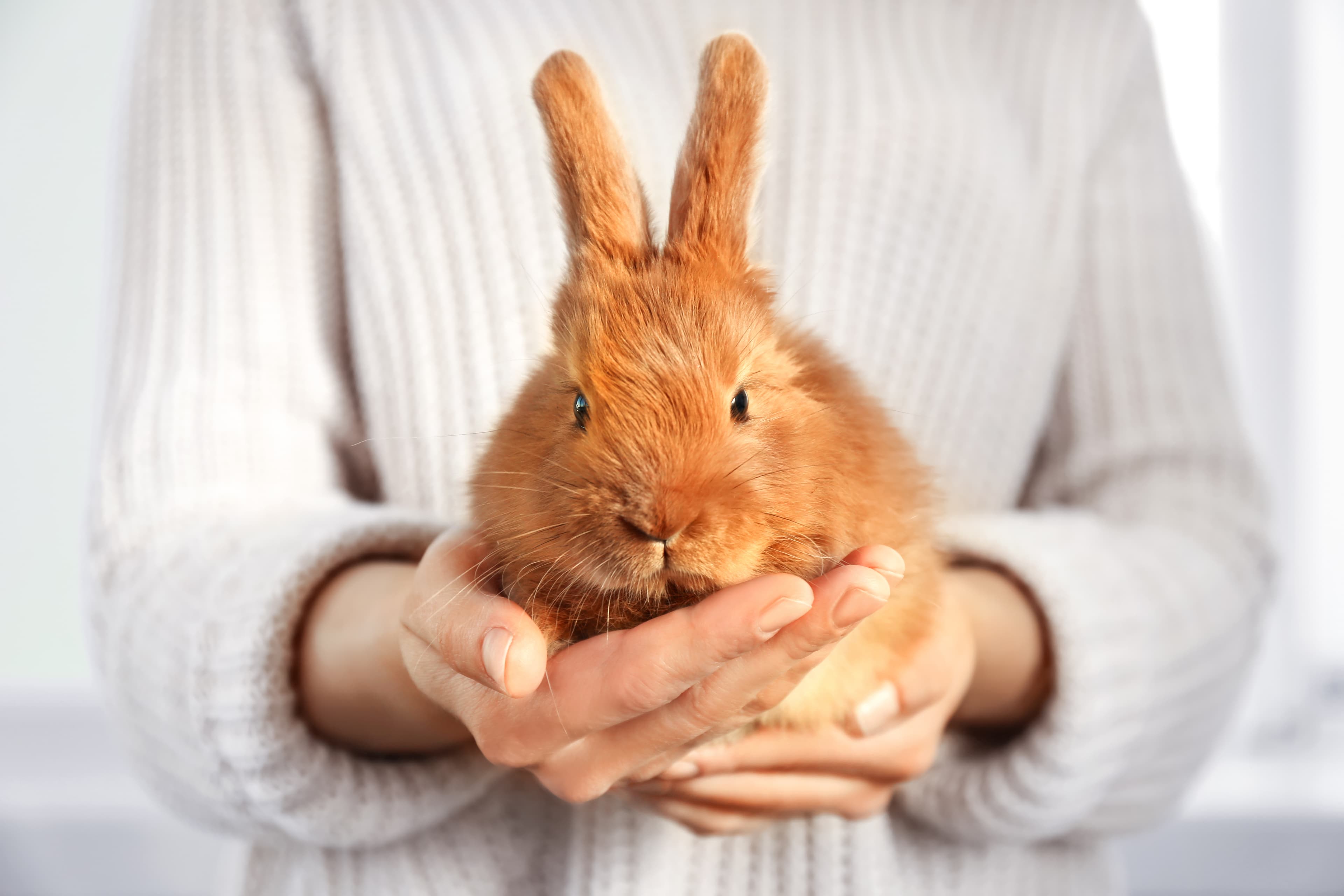 Could rabbit droppings hold the key to a sustainable future?