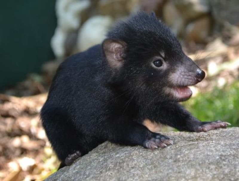 Save the Tassie Devils!