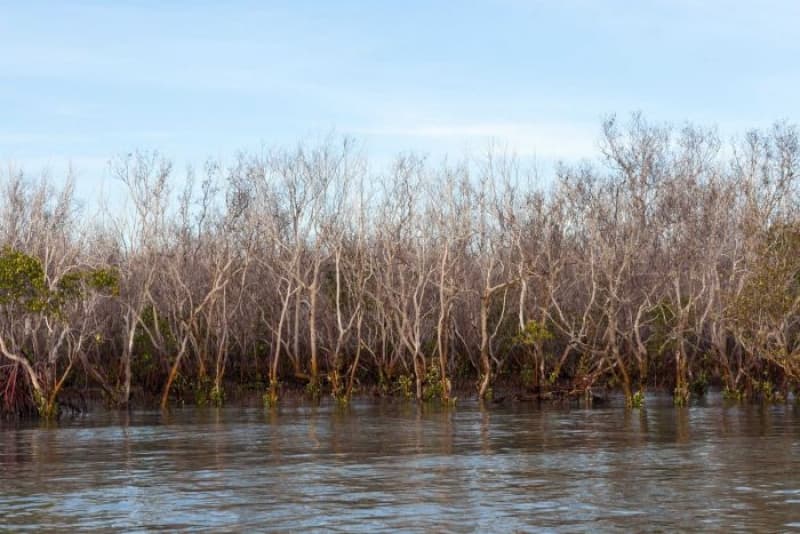Why Have Over 700km of Mangroves Died?