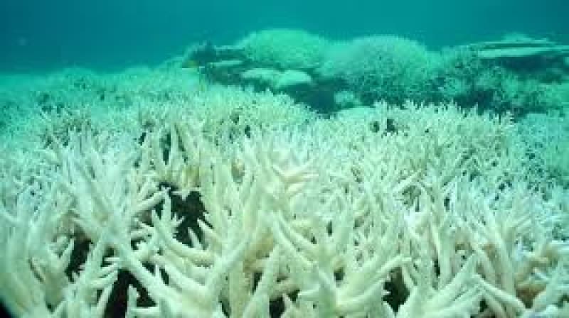 Coral Bleaching: Where do our nation’s priorities lie, tourism or public awareness?
