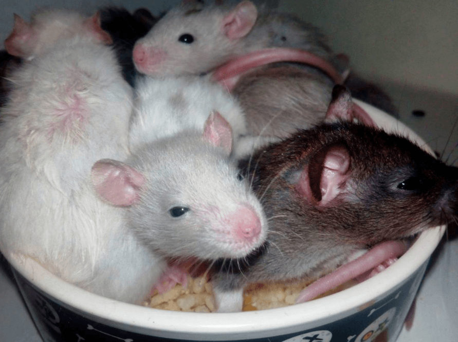 Winter’s Rat Sanctuary