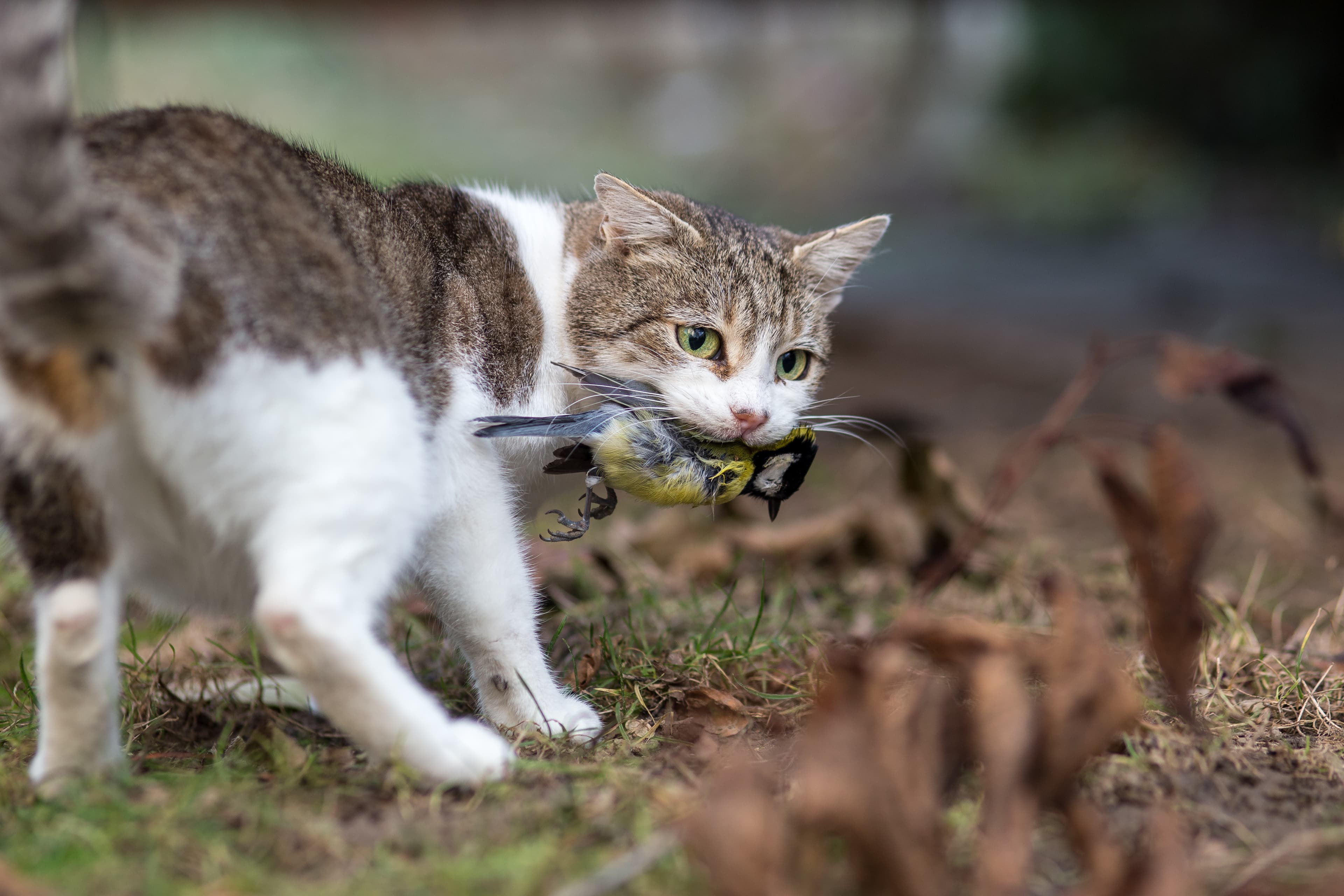 Think Breakfast: The ethics of feral cat control