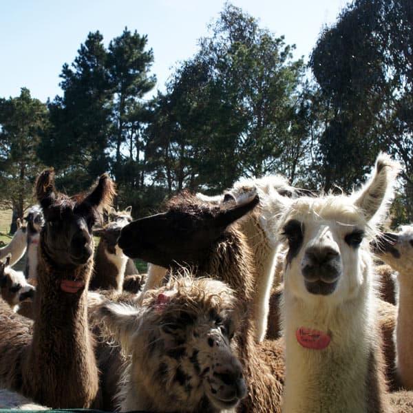 Alpaca Magic