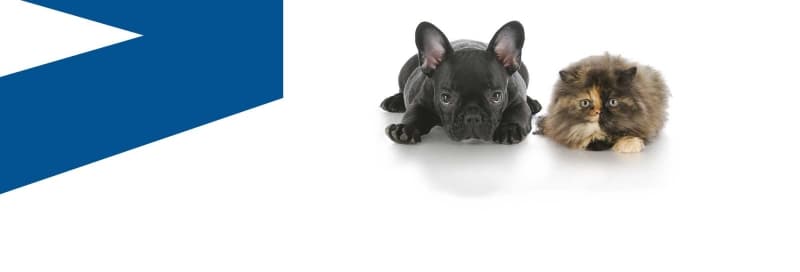 VetCompass Australia to be launched