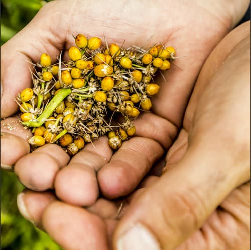 Super Science Saturday with a Wild Food Fanatic