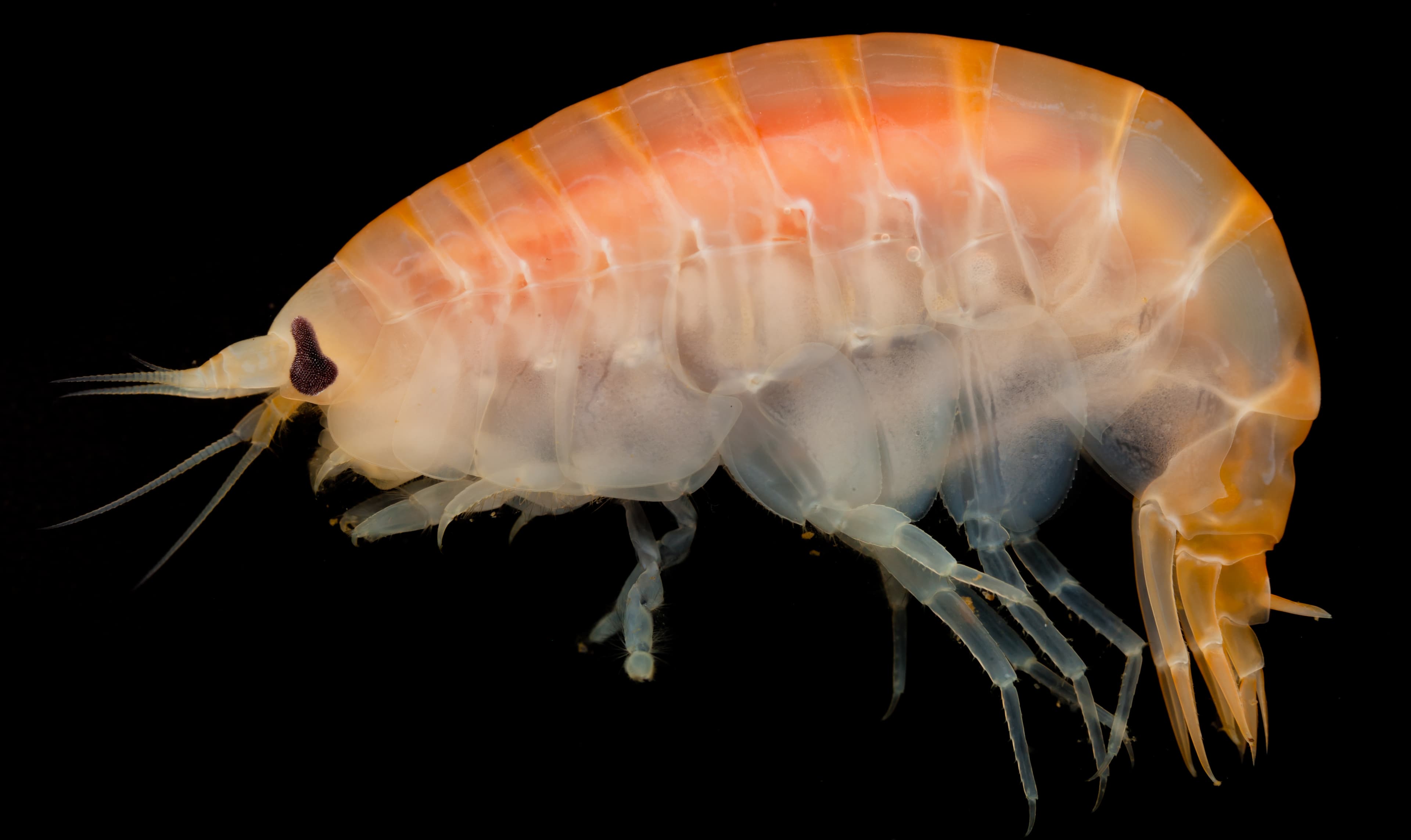 Attack of the Amphipods