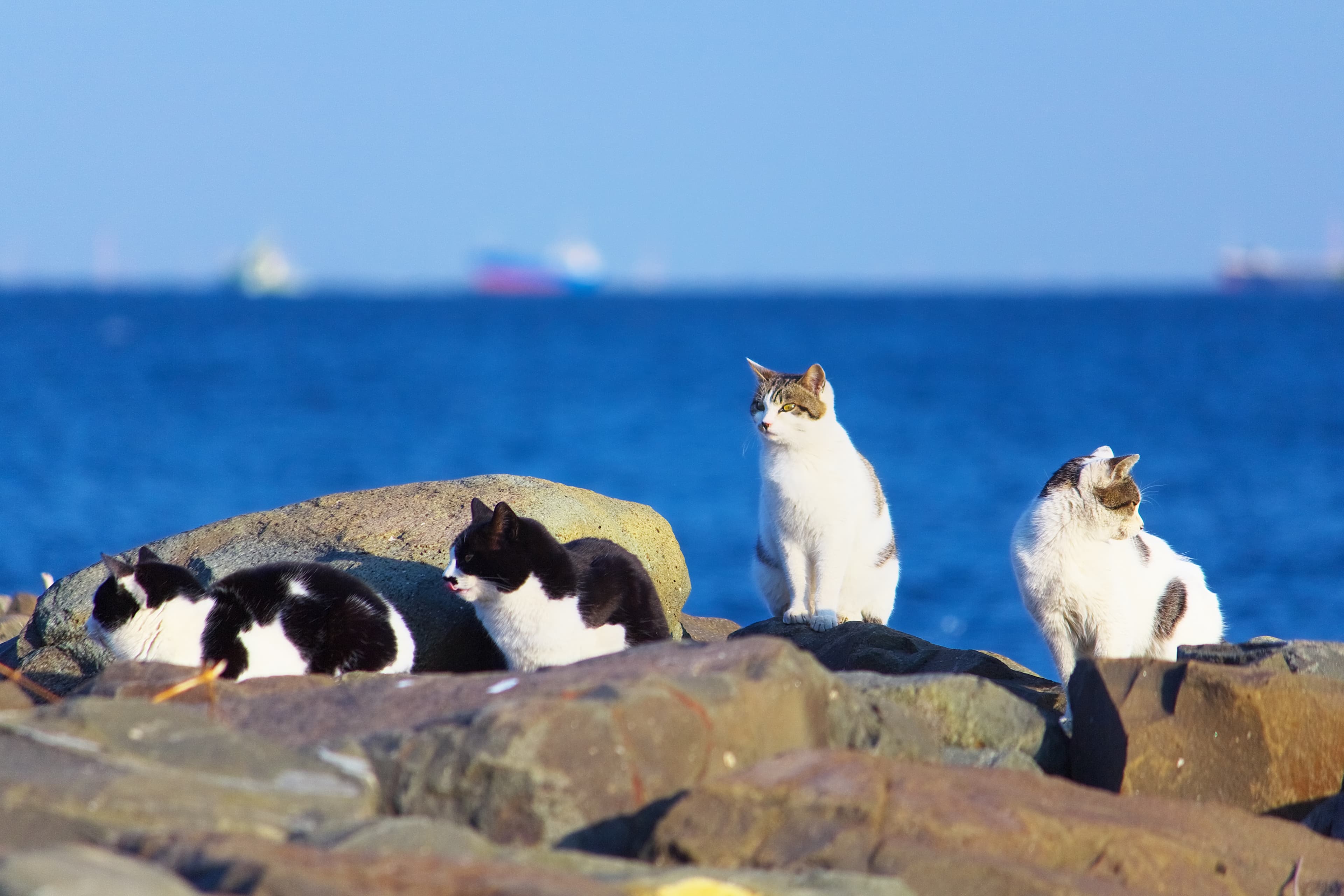 Australia’s War On Feral Cats