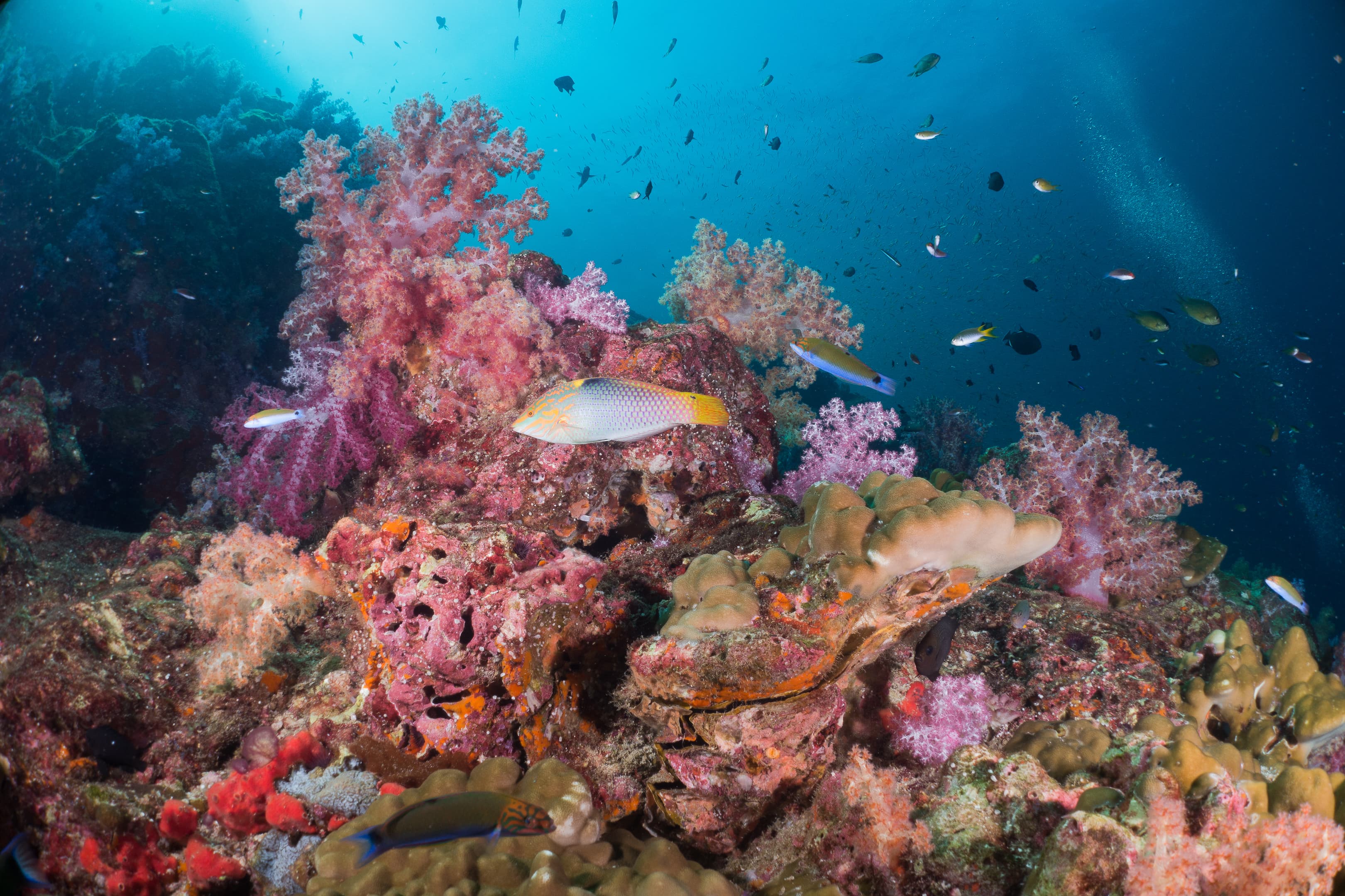 Artificial reef to boost Sydney Harbour’s marine biodiversity