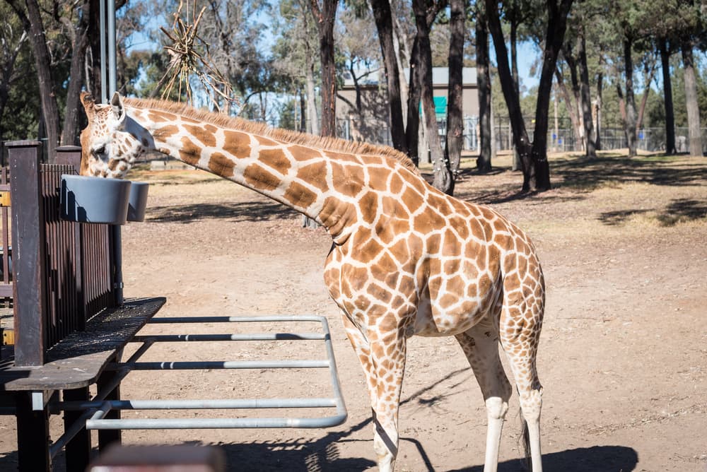 Digital Driving licences and cheetahs with dicky knees
