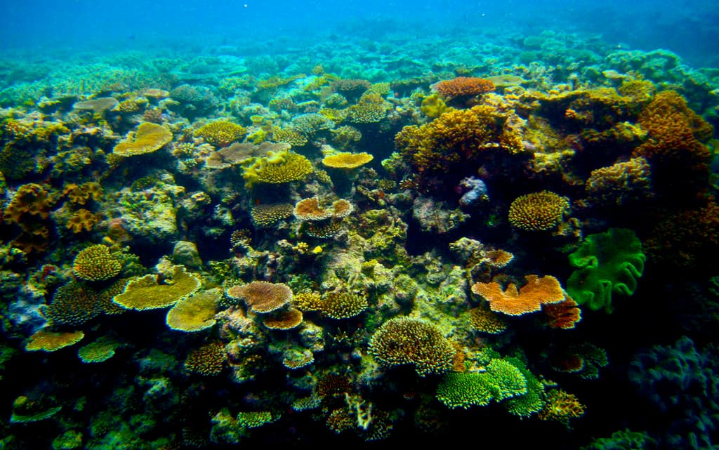 Why are corals so gassy?