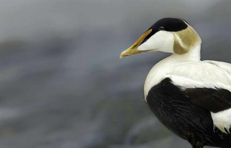 Word of the Week: Eider
