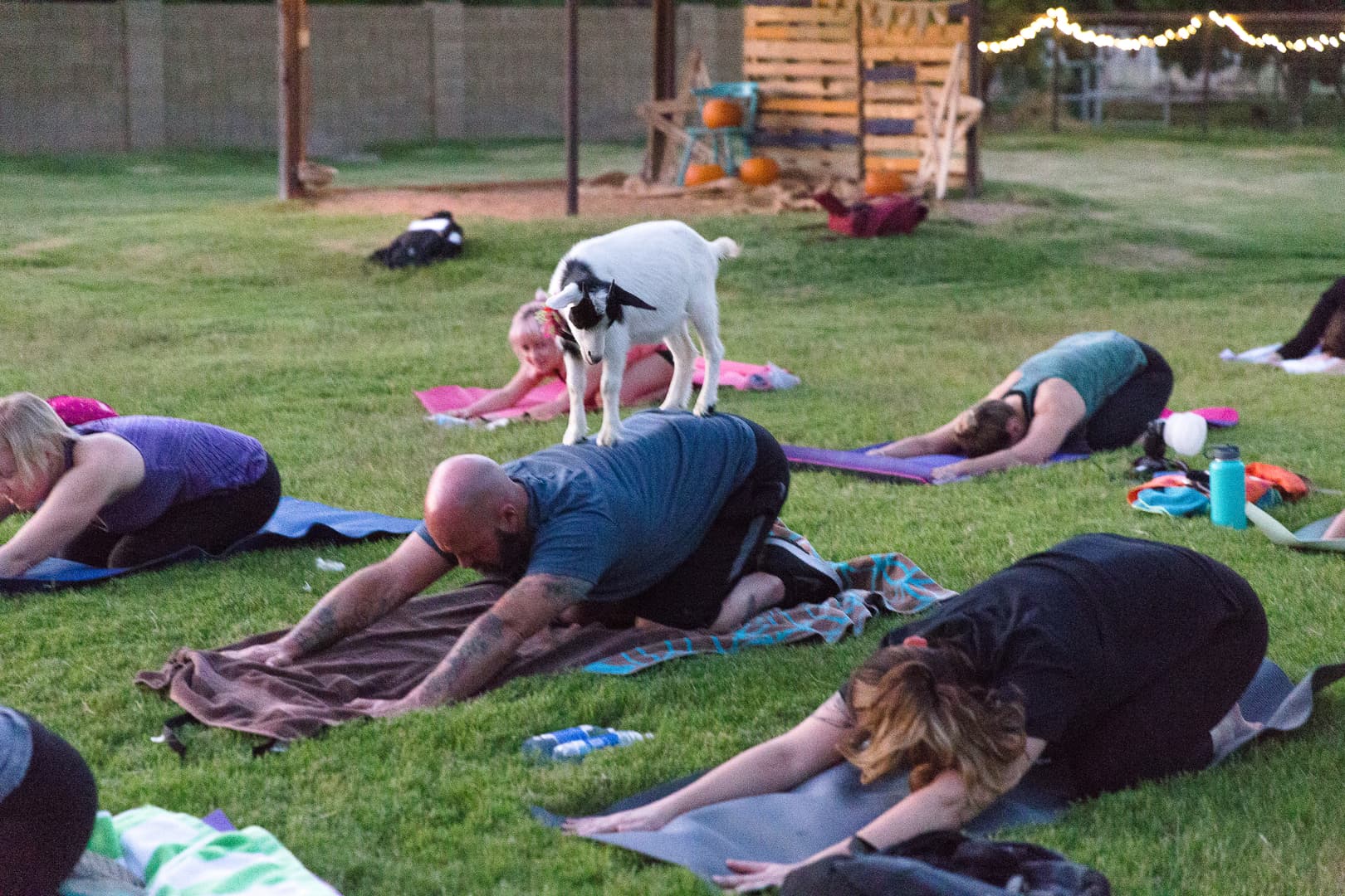 Are you kiddin’ me? Goat yoga takes Mayfield Garden by storm