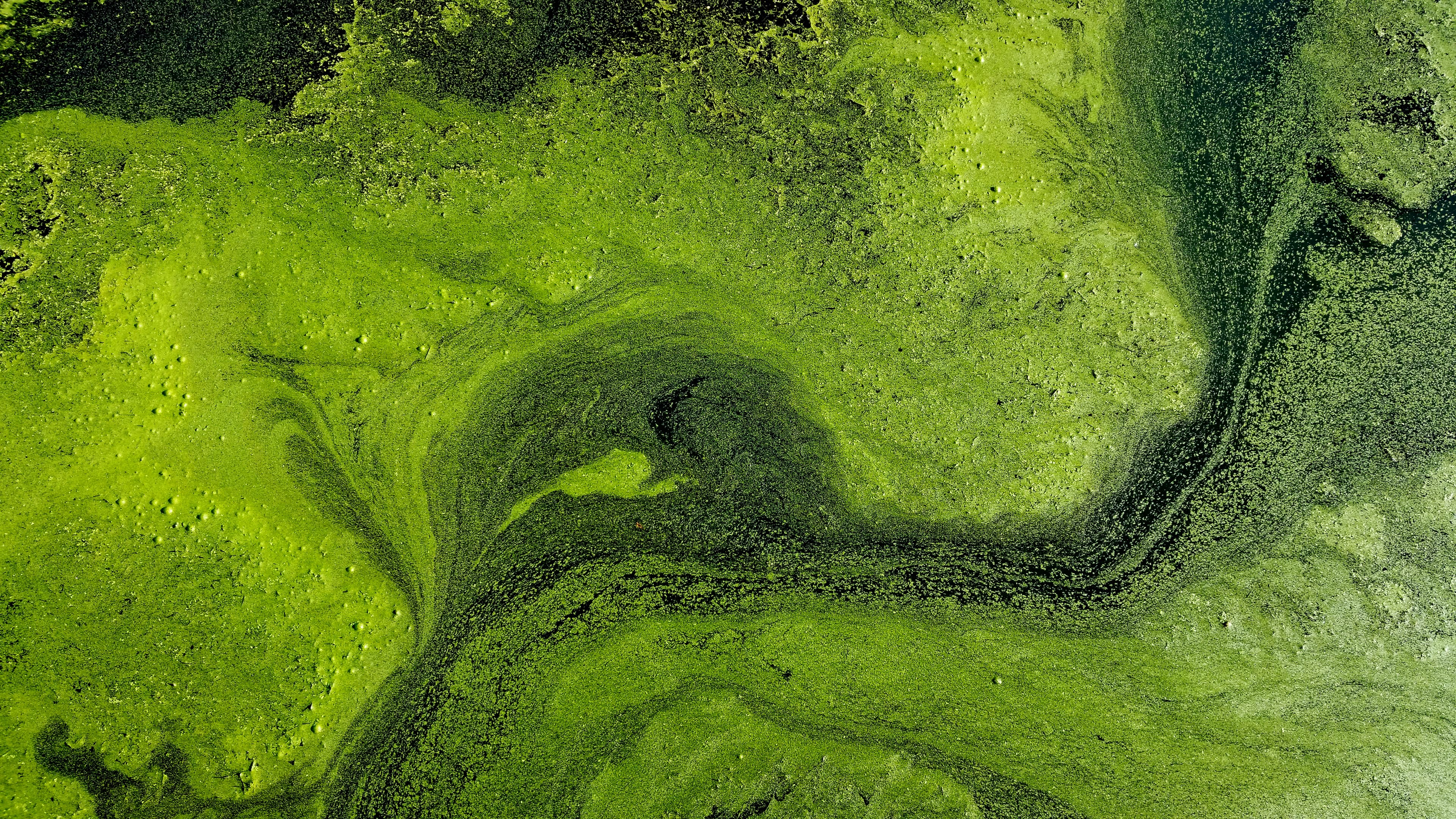 Think Sustainability: Toxic Algal Bloom In Aquaculture