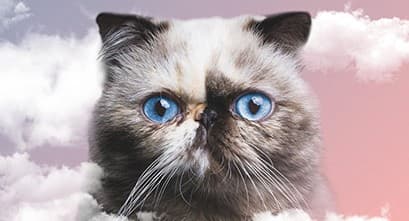 RSPCA’s Cat Ballads