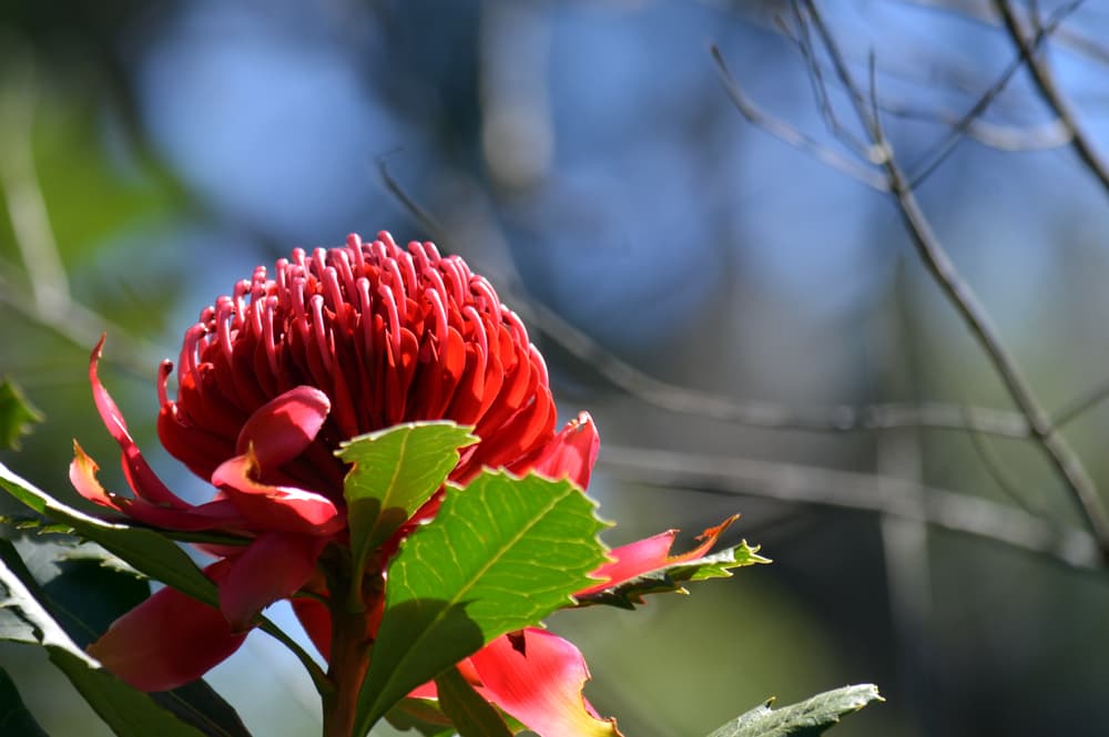 Wild About Waratahs Festival