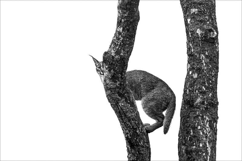 AFRIKA The Wild Exhibition