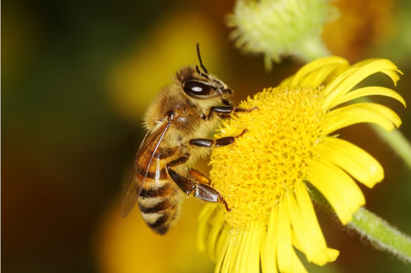 National Pollinator Week